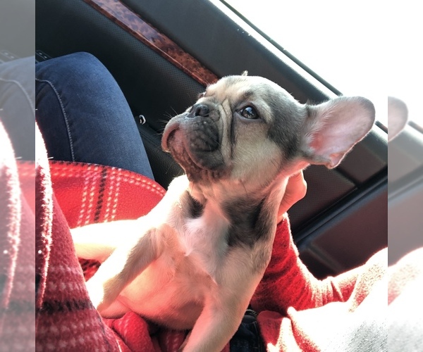 Medium Photo #4 French Bulldog Puppy For Sale in POTTER VALLEY, CA, USA