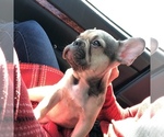 Small Photo #4 French Bulldog Puppy For Sale in POTTER VALLEY, CA, USA