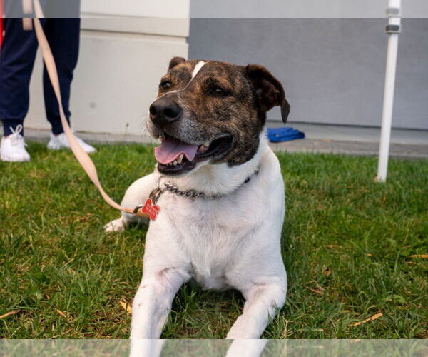 Medium Photo #23 Mutt Puppy For Sale in Lake Forest, CA, USA