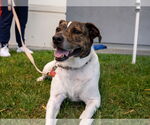 Small #22 Mutt