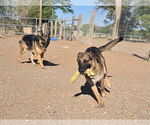 Small #6 German Shepherd Dog Mix