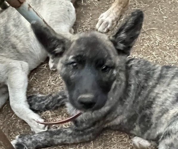 Medium Photo #1 Alaskan Husky-Labrador Retriever Mix Puppy For Sale in WILLOW CREEK, CA, USA