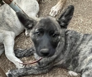 Alaskan Husky-Labrador Retriever Mix Puppy for sale in WILLOW CREEK, CA, USA