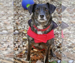 Ollie (Noah) Alabama - Male Beagle-Unknown Mix Dog for Adoption - Photo #24