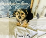 Small Photo #12 Morkie Puppy For Sale in MURFREESBORO, TN, USA