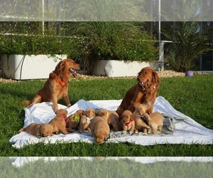 Medium Golden Retriever