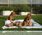 Small Golden Retriever