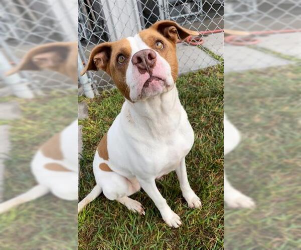 Medium Photo #3 Mutt Puppy For Sale in Rosenberg, TX, USA