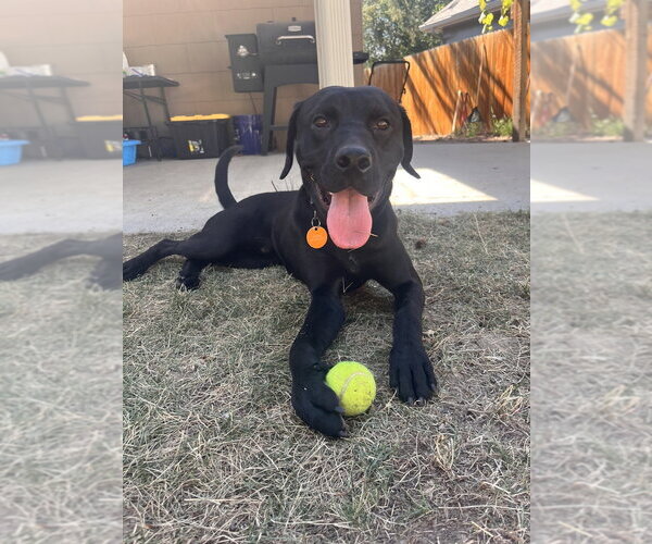 Medium Photo #8 Labrador Retriever-Unknown Mix Puppy For Sale in Lakewood, CO, USA