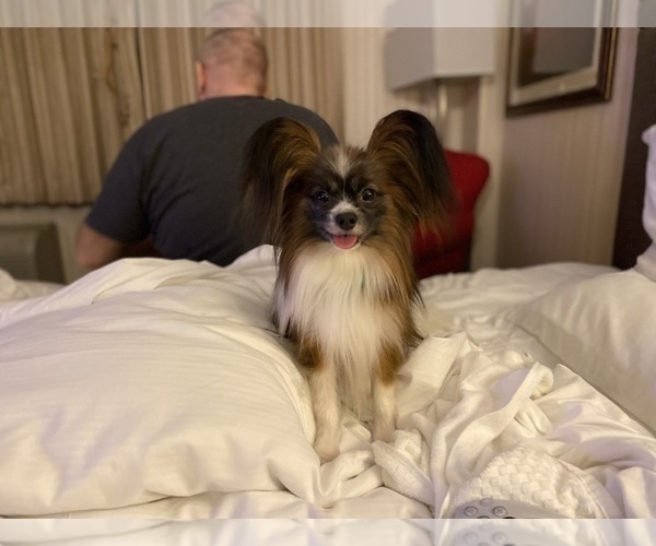 Medium Photo #1 Papillon Puppy For Sale in MINNEAPOLIS, MN, USA