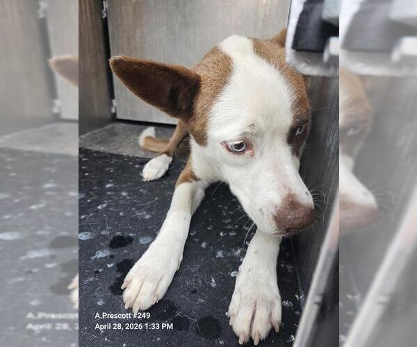 Medium Photo #1 Siberian Husky-Unknown Mix Puppy For Sale in San Antonio, TX, USA