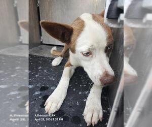 Siberian Husky-Unknown Mix Dogs for adoption in San Antonio, TX, USA