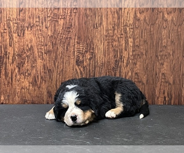 Medium Photo #1 Bernese Mountain Dog Puppy For Sale in LAWRENCEBURG, TN, USA