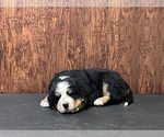 Image preview for Ad Listing. Nickname: Hunter