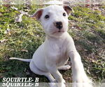 Small #8 Boxer Mix
