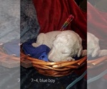 Small Photo #47 Bordoodle Puppy For Sale in COPPERAS COVE, TX, USA