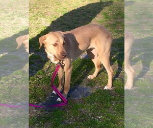 Lila (GA) - Female Labralas Dog for Adoption - Photo #3