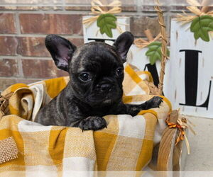 French Bulldog Puppy for sale in SAN ANTONIO, TX, USA