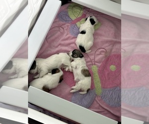 Mal-Shi Puppy for Sale in ROGERS, Minnesota USA