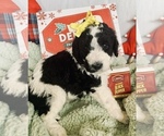 Small Photo #14 Goldendoodle Puppy For Sale in DOLPH, AR, USA