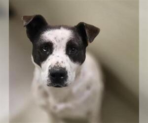Mutt Dogs for adoption in Bakersfield, CA, USA