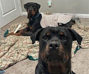 Rottweiler Puppy for sale in SAN ANTONIO, TX, USA