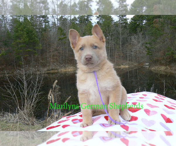 Medium Photo #4 German Shepherd Dog Puppy For Sale in PIEDMONT, MO, USA