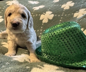 Goldendoodle Puppy for sale in FORESTDALE, MA, USA