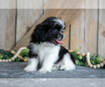 Small #1 Shih Tzu