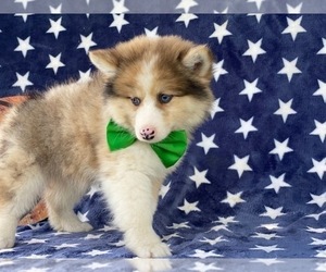 Pomsky-Shiba Inu Mix Puppy for sale in LANCASTER, PA, USA