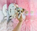 Small #16 Yorkshire Terrier