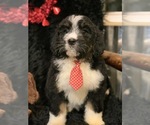 Small Photo #3 Bernedoodle Puppy For Sale in DALE, IN, USA
