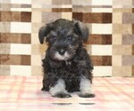 Small #2 Schnauzer (Miniature)