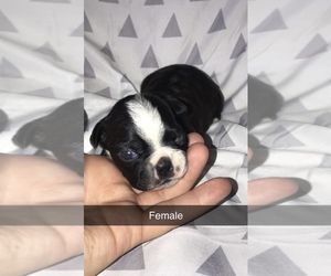 Boston Terrier Puppy for sale in FOWLER, IN, USA