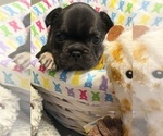 Small #10 French Bulldog