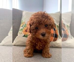 Poodle (Toy) Puppy for sale in COATESVILLE, PA, USA