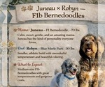 Small Photo #1 Bernedoodle Puppy For Sale in CENTURIA, WI, USA