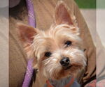 Small #4 Mutt