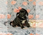 Small Photo #5 Frengle Puppy For Sale in LINCOLN UNIVERSITY, PA, USA