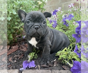 French Bulldog Puppy for sale in PRYOR, OK, USA