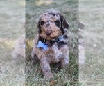 Puppy KitKat Goldendoodle