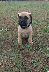 Bullmastiff Puppy for sale in GREENVILLE, SC, USA