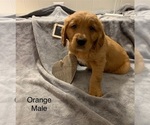 Small Photo #9 Golden Retriever Puppy For Sale in MOLINE, IL, USA