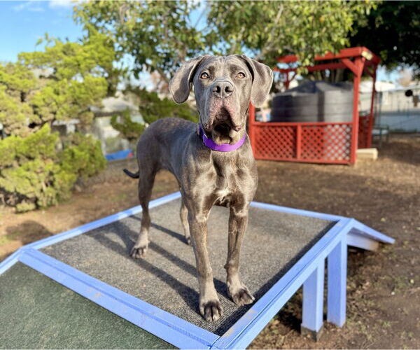 Medium Photo #3 Mutt Puppy For Sale in Seal Beach, CA, USA