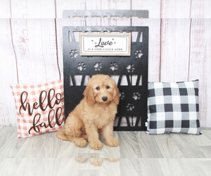 Goldendoodle (Miniature) Puppy for sale in MARIETTA, GA, USA