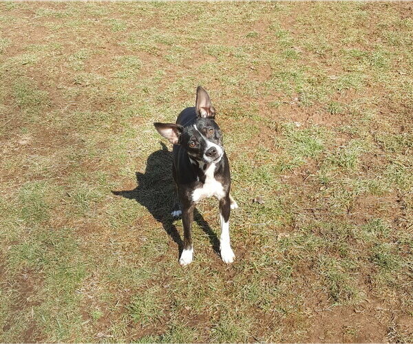 Medium Photo #5 Boston Terrier-Unknown Mix Puppy For Sale in Pittstown, NJ, USA