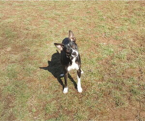 Trixie - Female Boston Terrier-Unknown Mix Dog for Adoption - Photo #5