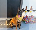 Sheba - Female Mutt Dog for Adoption - Small photo