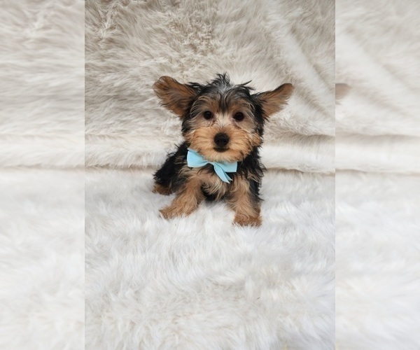 Medium Photo #2 Morkie Puppy For Sale in INDIANAPOLIS, IN, USA