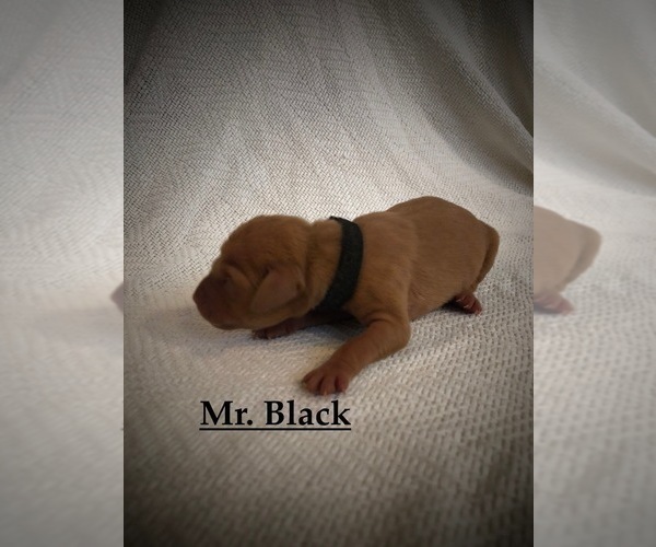 Medium Photo #8 Vizsla Puppy For Sale in NEWHALL, CA, USA